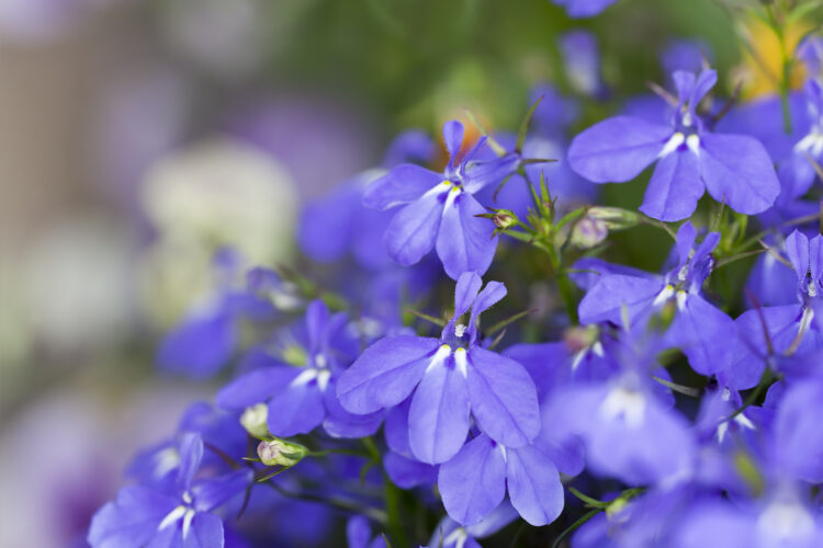 The Health Benefits of Lobelia